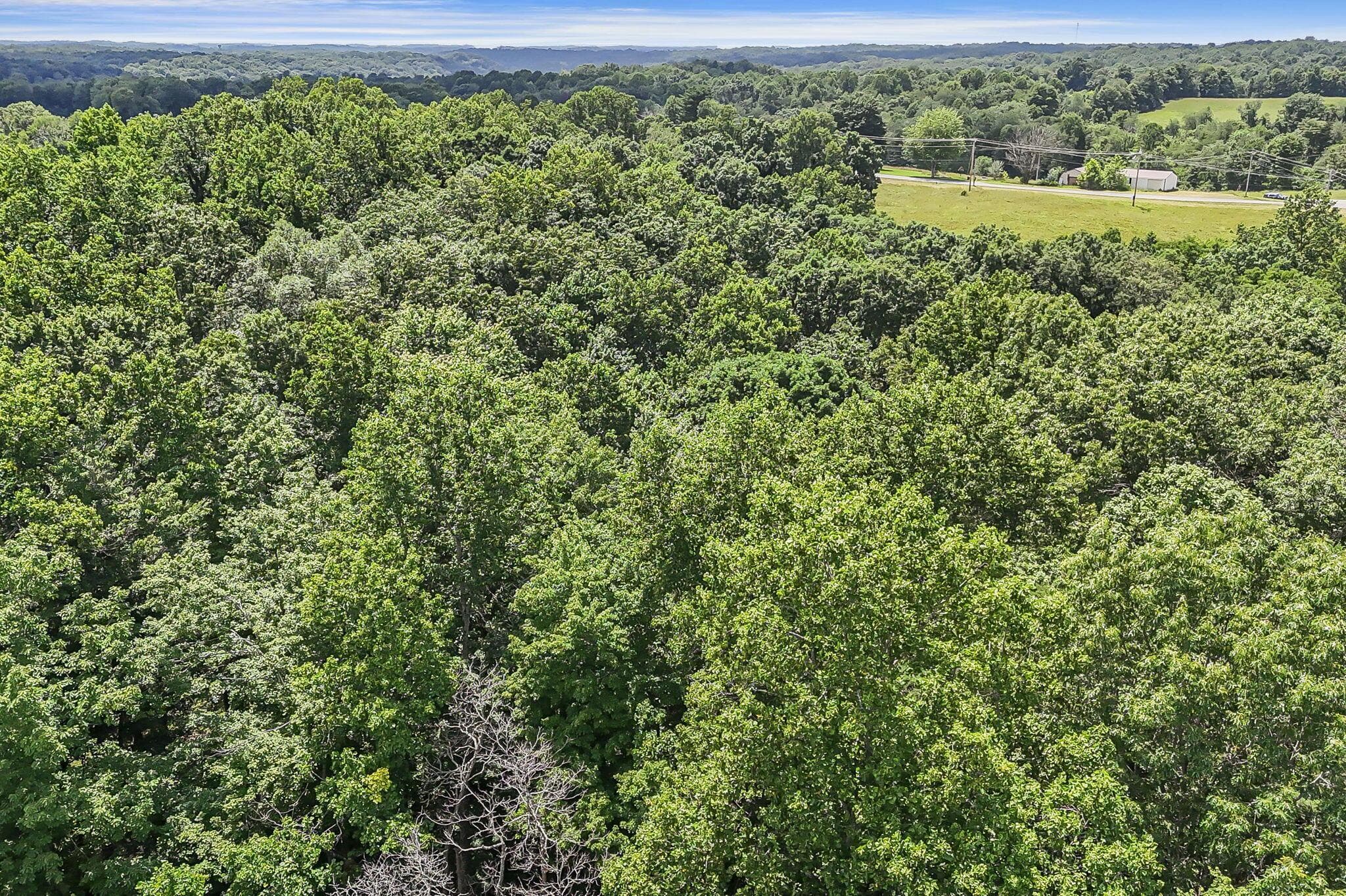 Expansive tree canopy with verdant foliage, offering a substantial natural landscape