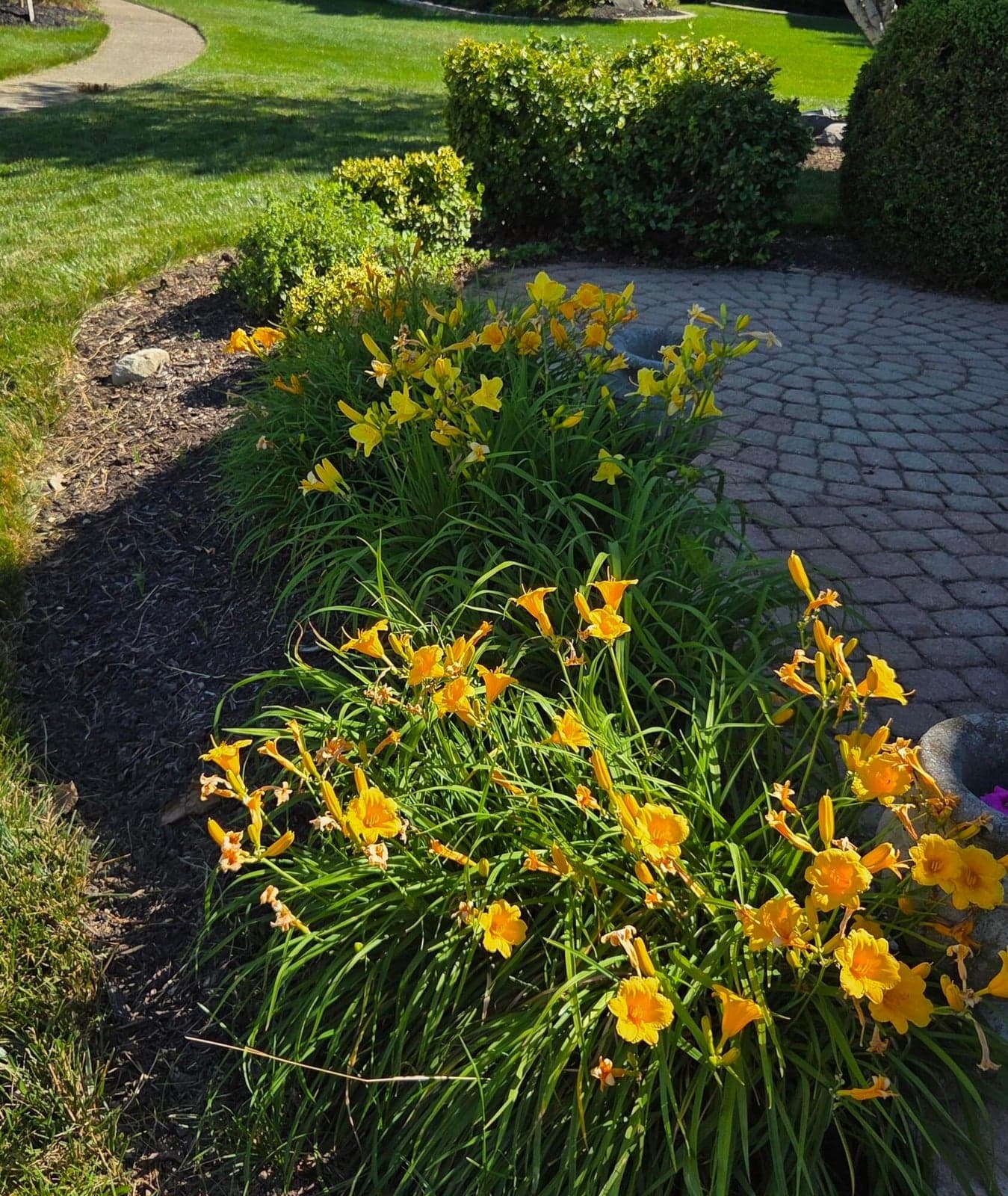 Established perennials all around!