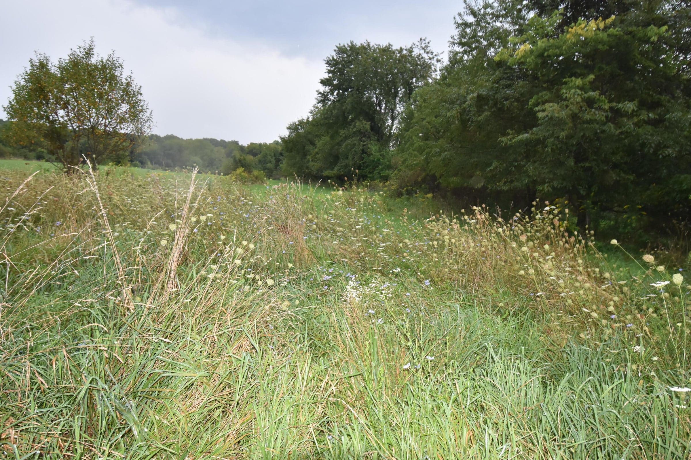 Pasture